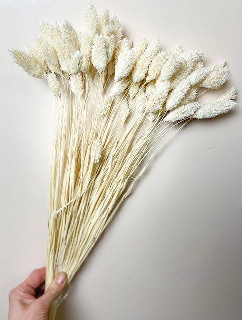 Picture of Dried Phalaris Bleached
